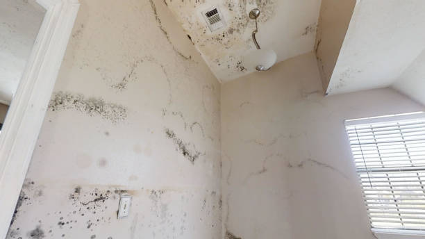  Virginia Gardens, FL Mold Removal Pros