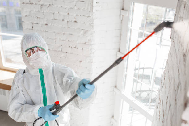 Best Basement Mold Removal  in Virginia Gardens, FL