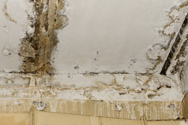 Best Mold-Related Health Consultation  in Virginia Gardens, FL