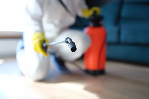 Best Basement Mold Removal  in Virginia Gardens, FL