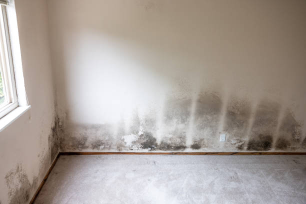 Best Residential Mold Inspection & Testing  in Virginia Gardens, FL