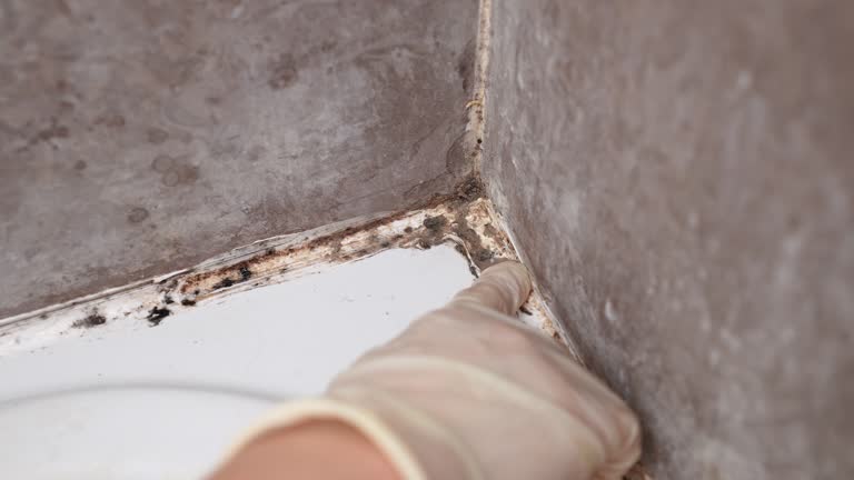 Best Biohazard Mold Removal  in Virginia Gardens, FL